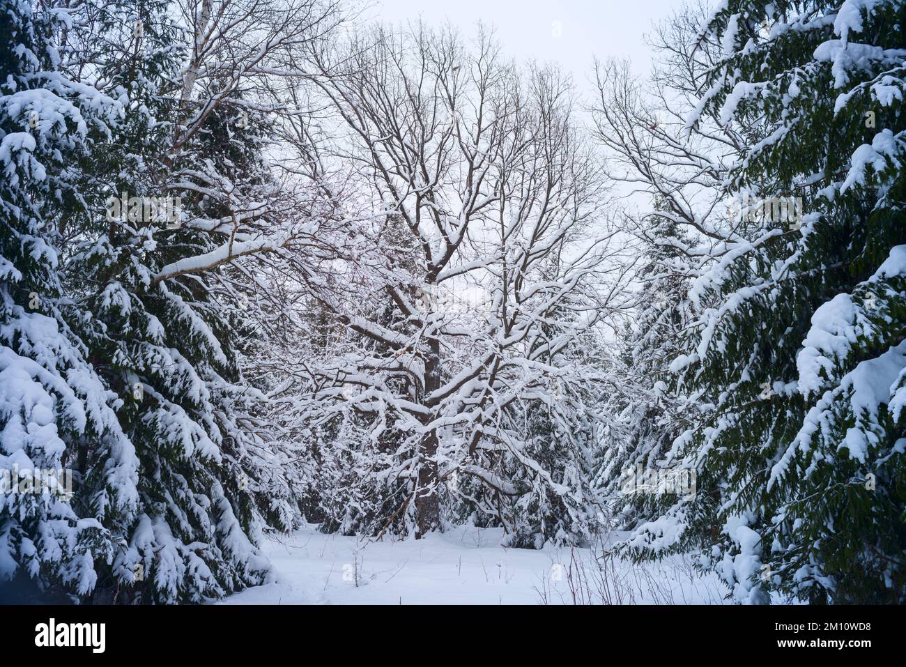 Alberi ricoperti di neve in serata gelosa. Bellissimo panorama invernale Foto Stock