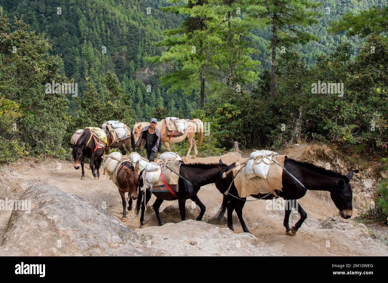 Fornire cavalli fino al monastero del Nido del Drago Bhutan Foto Stock