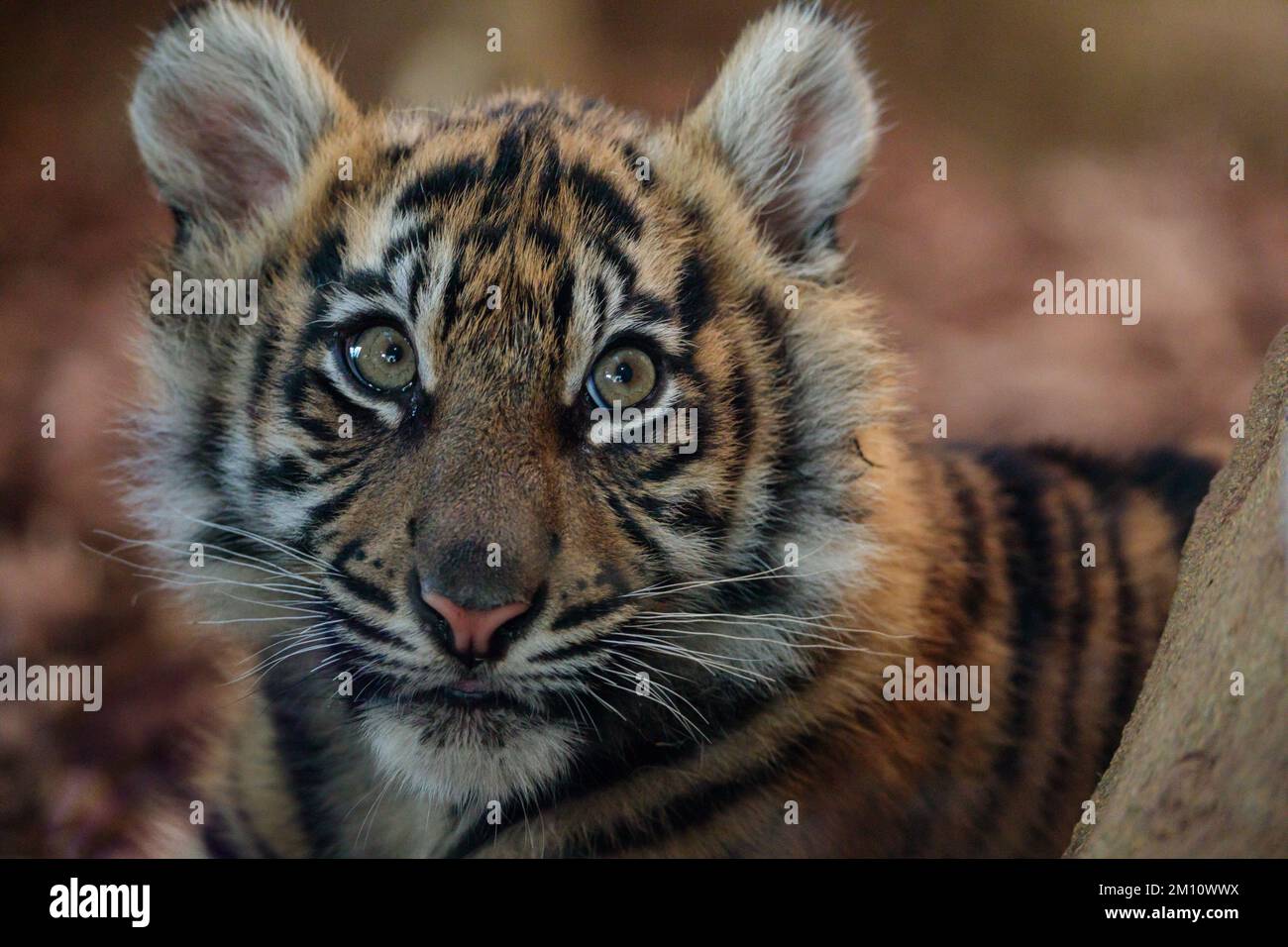 Inca, uno dei cuccioli di tigre Sumatran criticamente minacciati dello ZSL London Zoo. Le triplette sono nate nel territorio della Tigre dello Zoo a Dad Asim e Mum Foto Stock