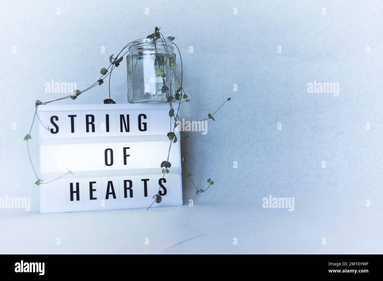 Talee di una pianta di corone di cuori (ceropegia woodii) propogating in un vaso d'acqua su uno sfondo bianco con scatola luminosa Foto Stock