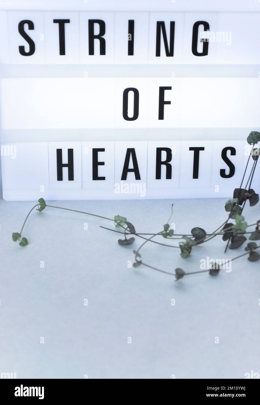 Talee di una pianta di corone di cuori (ceropegia woodii) propogating in un vaso d'acqua su uno sfondo bianco con scatola luminosa Foto Stock