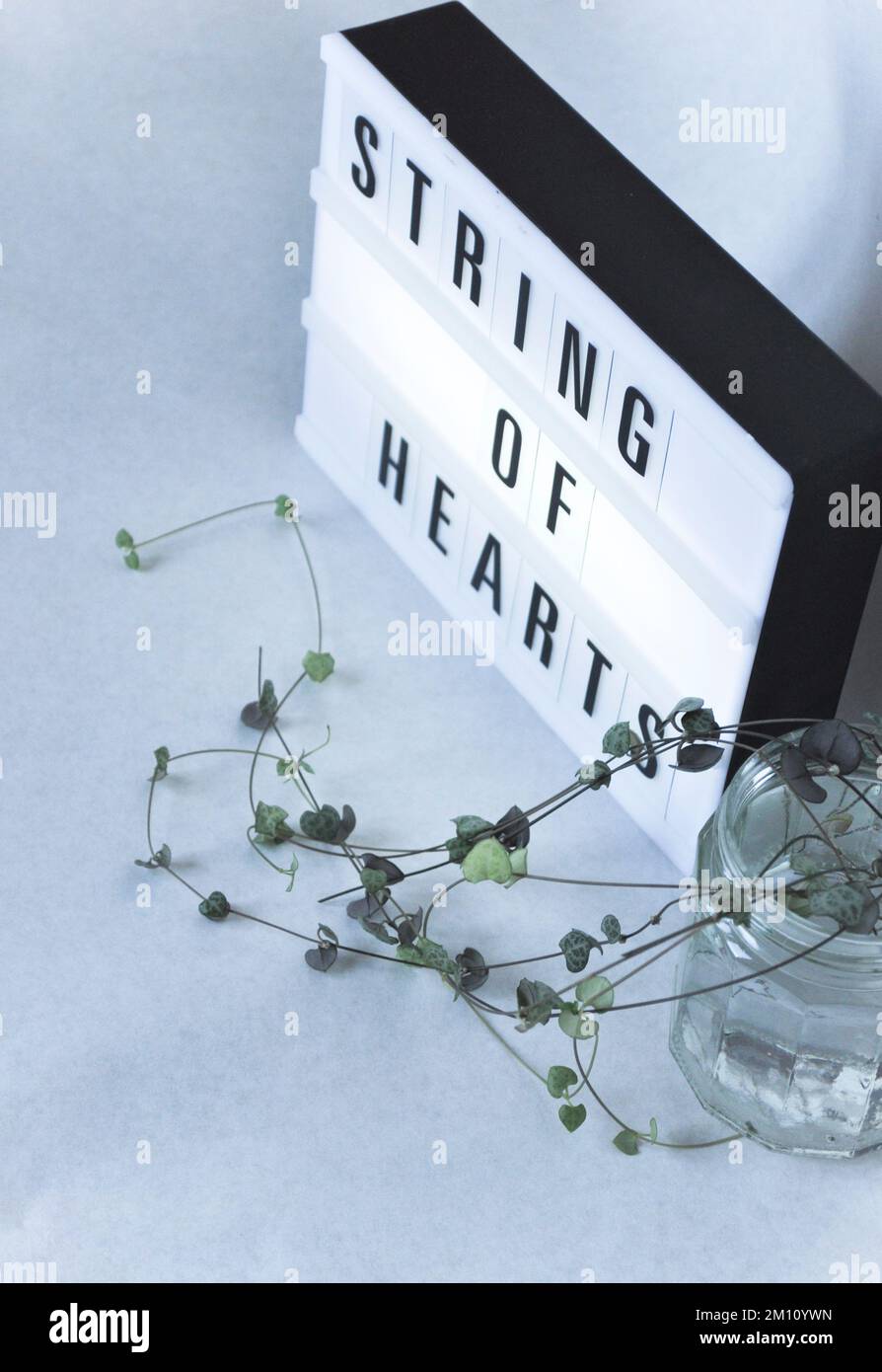 Talee di una pianta di corone di cuori (ceropegia woodii) propogating in un vaso d'acqua su uno sfondo bianco con scatola luminosa Foto Stock