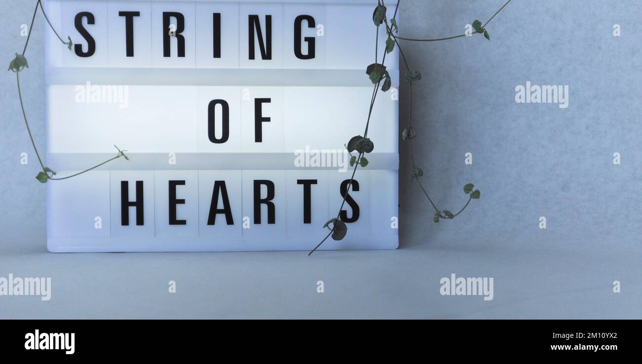 Talee di una pianta di corone di cuori (ceropegia woodii) propogating in un vaso d'acqua su uno sfondo bianco con scatola luminosa Foto Stock