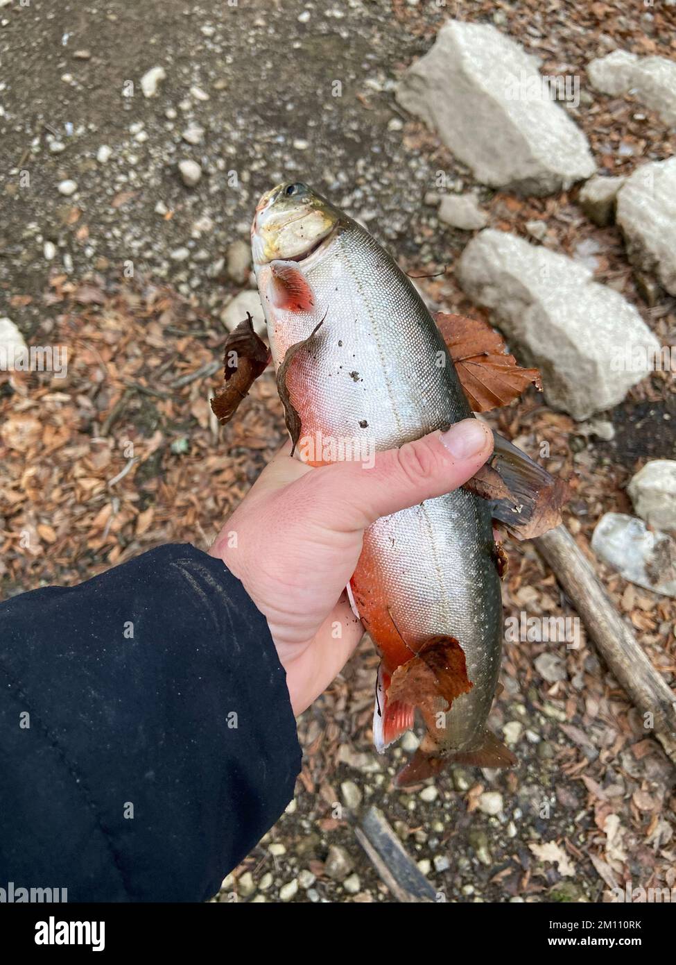 Un colpo verticale di un pesce di trota pescato sulla mano di una persona contro la costa Foto Stock