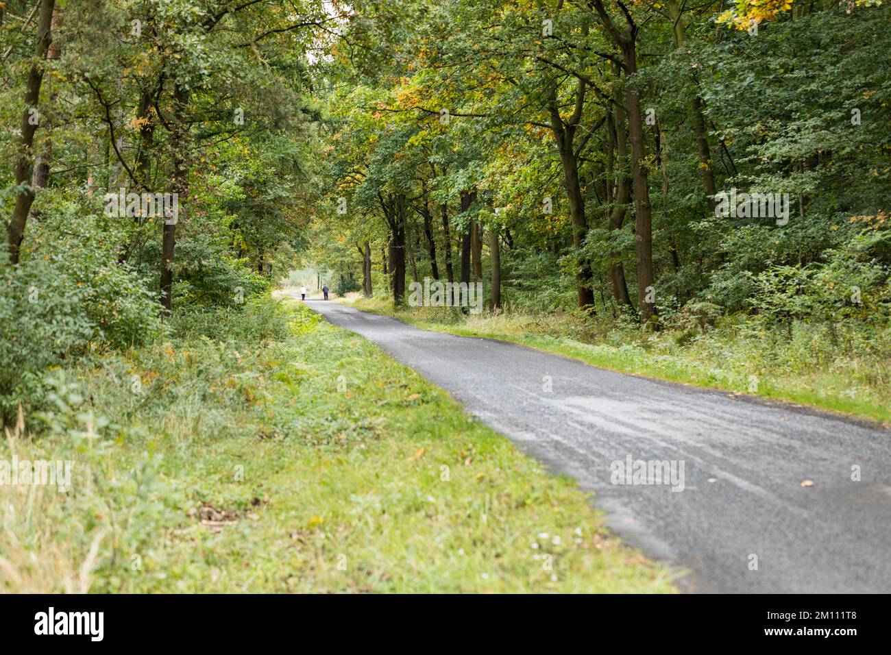 Lunga strada forestale diritta, due persone in lontananza. Foto Stock