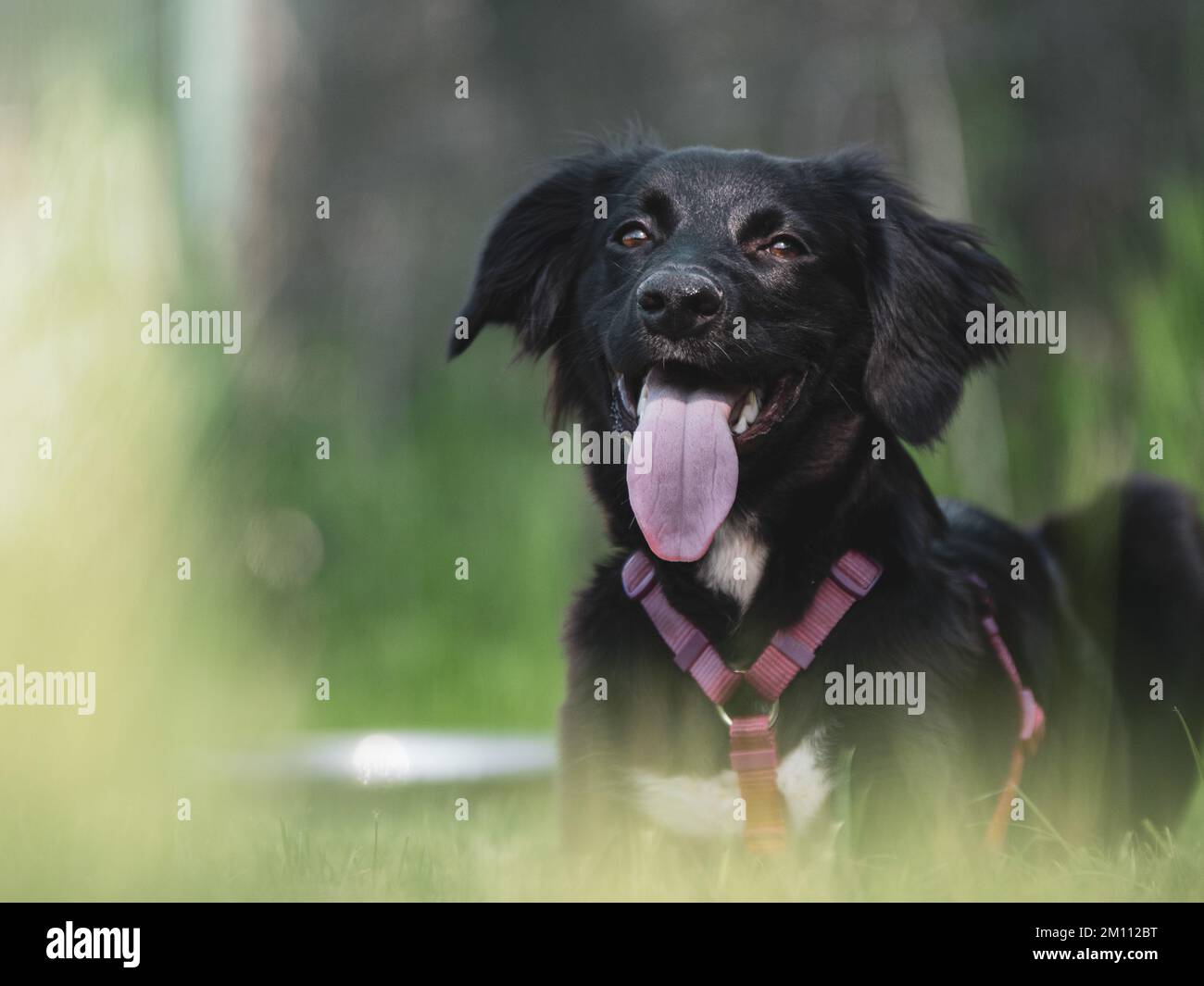 piccolo cane nero che gioca in giardino Foto Stock