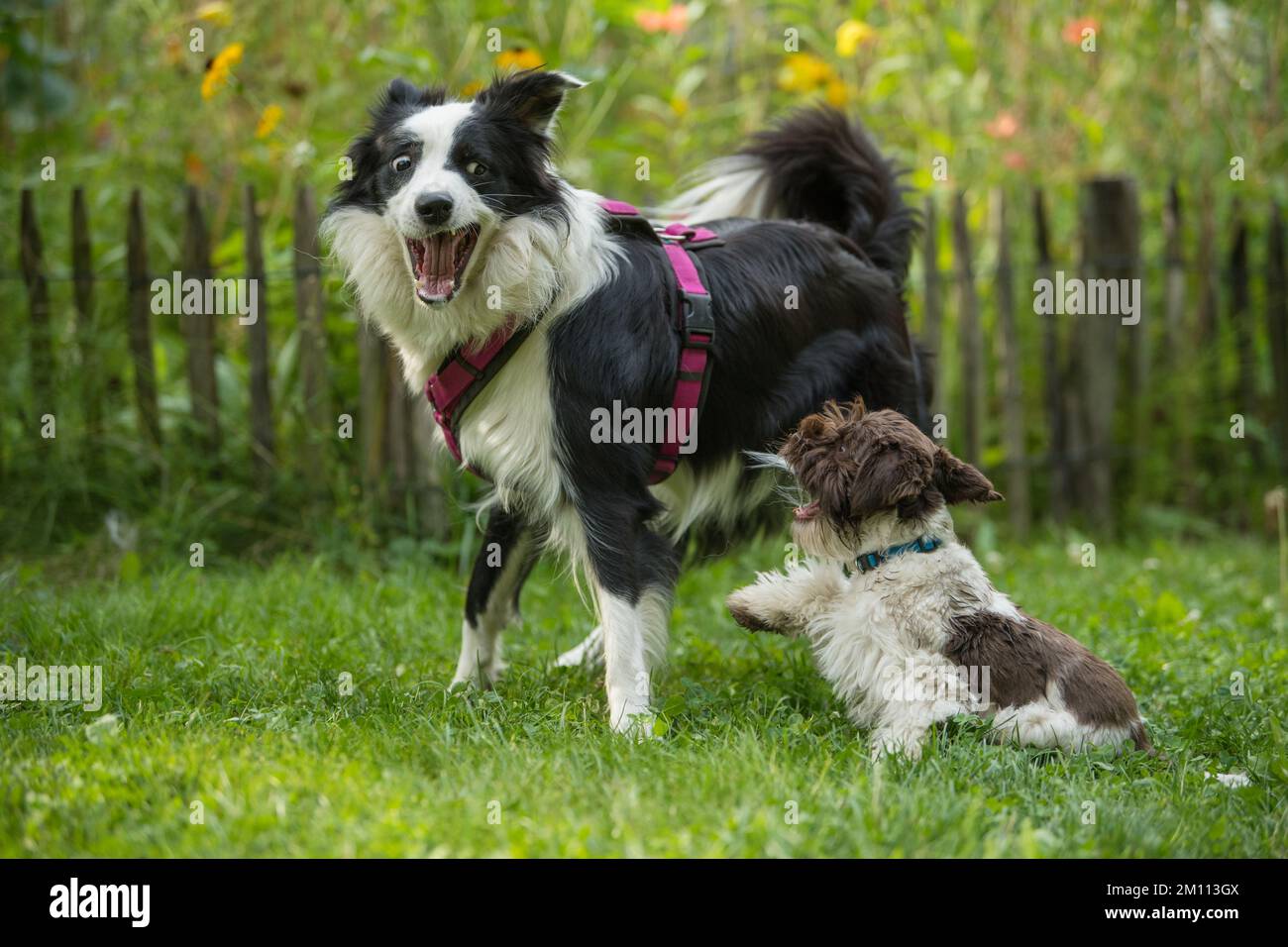 Giocare cani in un giardino Foto Stock