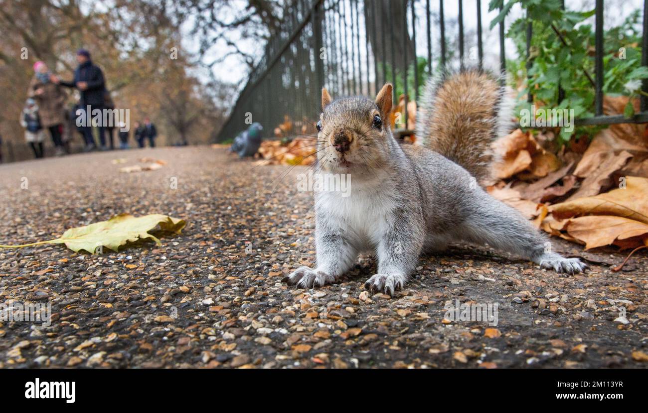 Uno scoiattolo est una castagna e posa per le foto a St James Park, Londra centrale, Regno Unito in una giornata molto fredda nel mese di dicembre. Foto Stock