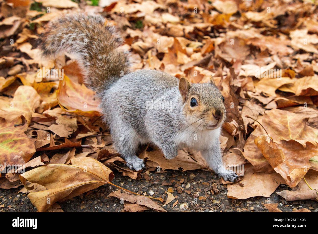 Uno scoiattolo est una castagna e posa per le foto a St James Park, Londra centrale, Regno Unito in una giornata molto fredda nel mese di dicembre. Foto Stock