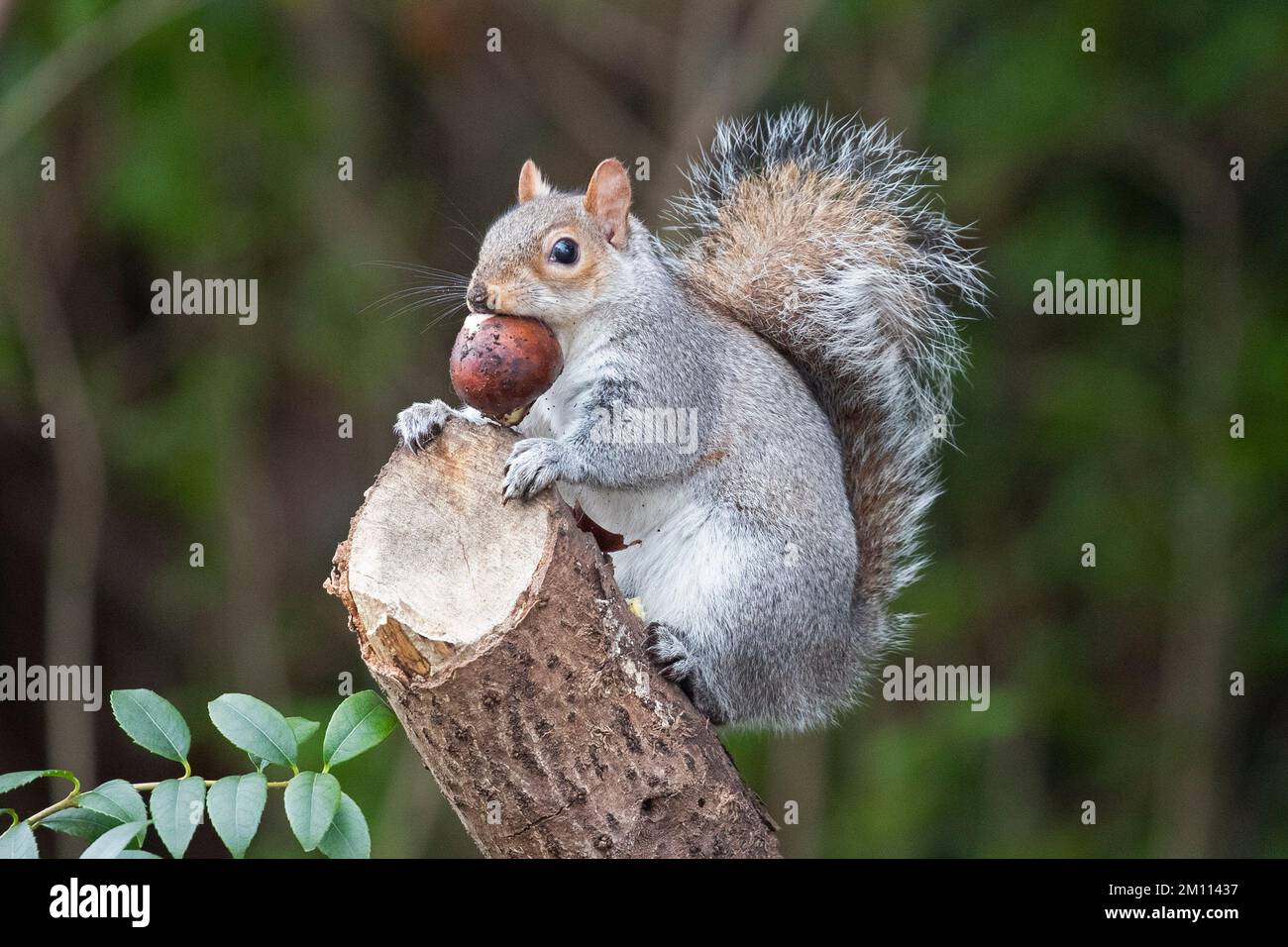 Uno scoiattolo est una castagna e posa per le foto a St James Park, Londra centrale, Regno Unito in una giornata molto fredda nel mese di dicembre. Foto Stock