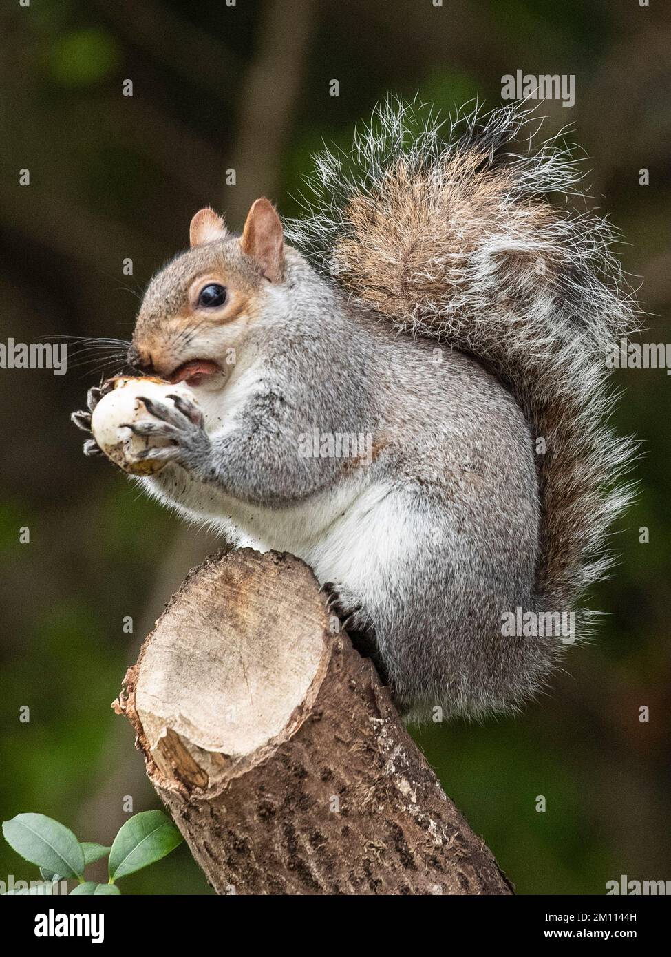 Uno scoiattolo est una castagna e posa per le foto a St James Park, Londra centrale, Regno Unito in una giornata molto fredda nel mese di dicembre. Foto Stock