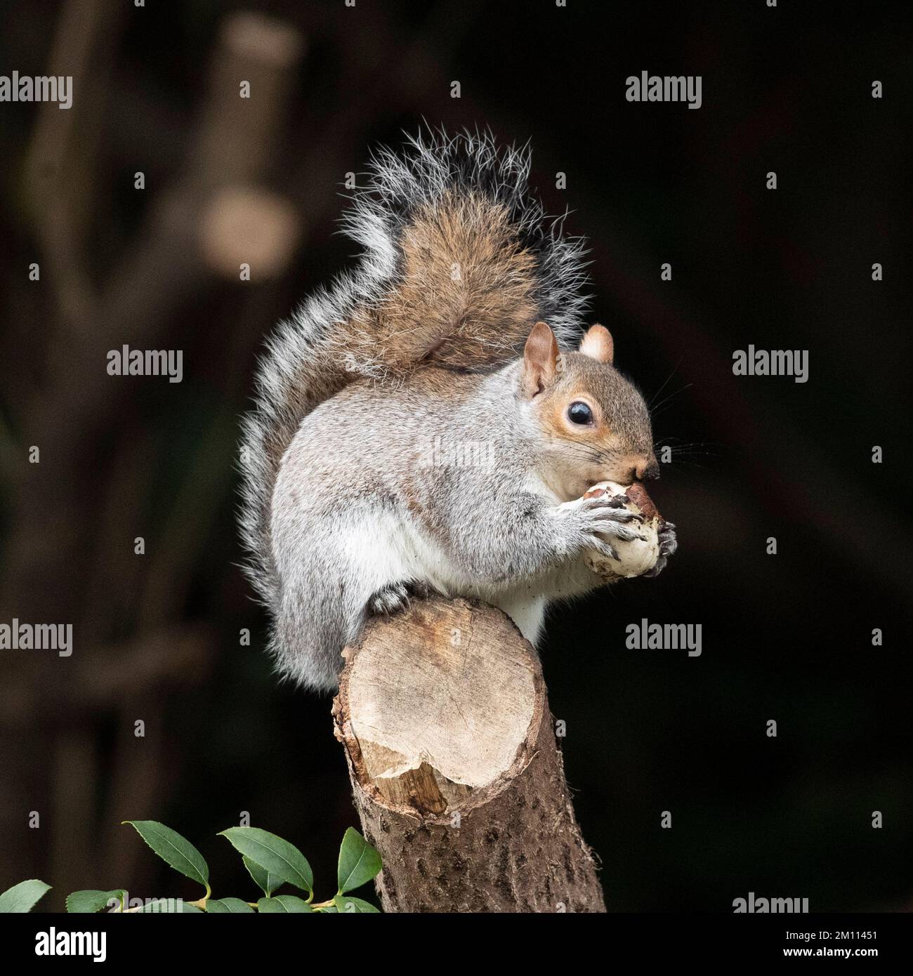 Uno scoiattolo est una castagna e posa per le foto a St James Park, Londra centrale, Regno Unito in una giornata molto fredda nel mese di dicembre. Foto Stock