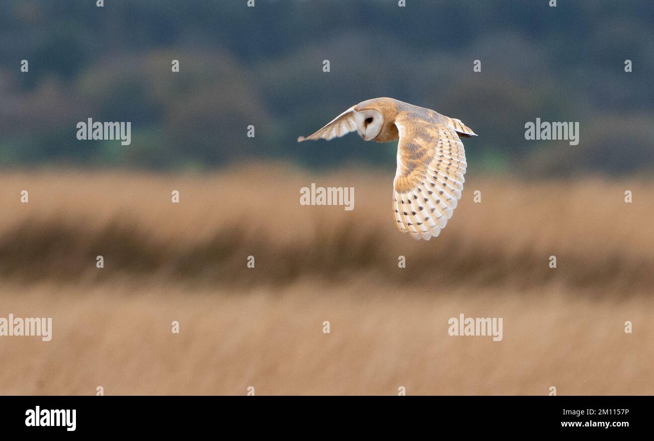 A Barn Owl caccia, Sandwith Moor, vicino Harrogate, North Yorkshire, Regno Unito Foto Stock