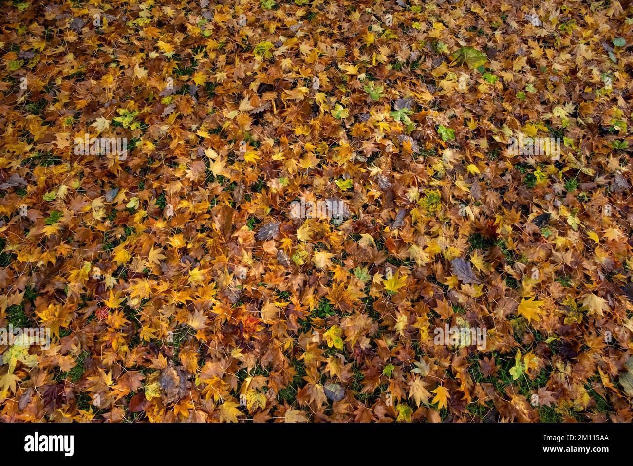 Autunno colori, Kirk House, Chipping, Preston, Lancashire, REGNO UNITO Foto Stock