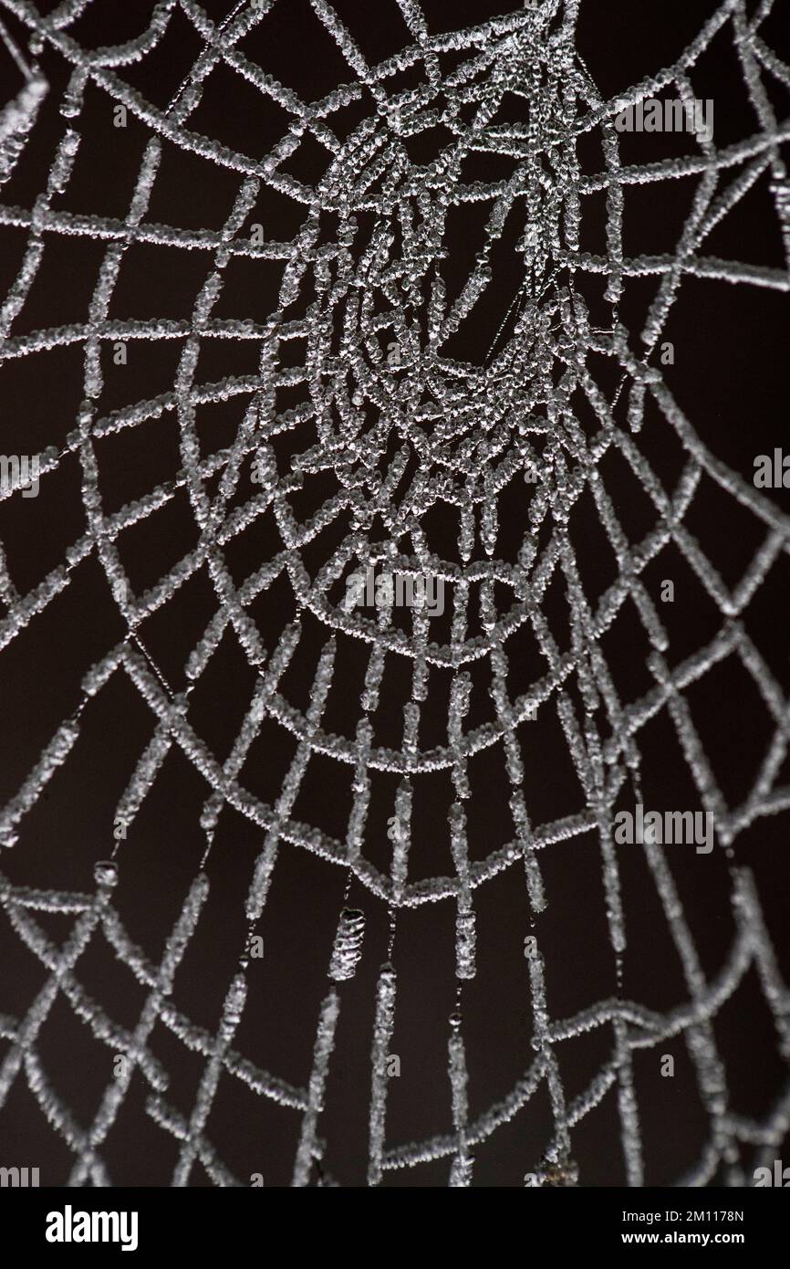 La figura mostra una spiderweb ricoperta di ghiaccio a Lierde, Belgio, venerdì 09 dicembre 2022. Dopo una notte fredda con gelo quasi generale, la giornata inizia grigia con nuvole basse e alcuni rari incantesimi chiari. Possono verificarsi anche nebbia nebulosa o gelida. Nonostante il freddo e le strade scivolose, le strade sono poco disturbate dal traffico. FOTO DI BELGA NICOLAS MAETERLINCK Foto Stock