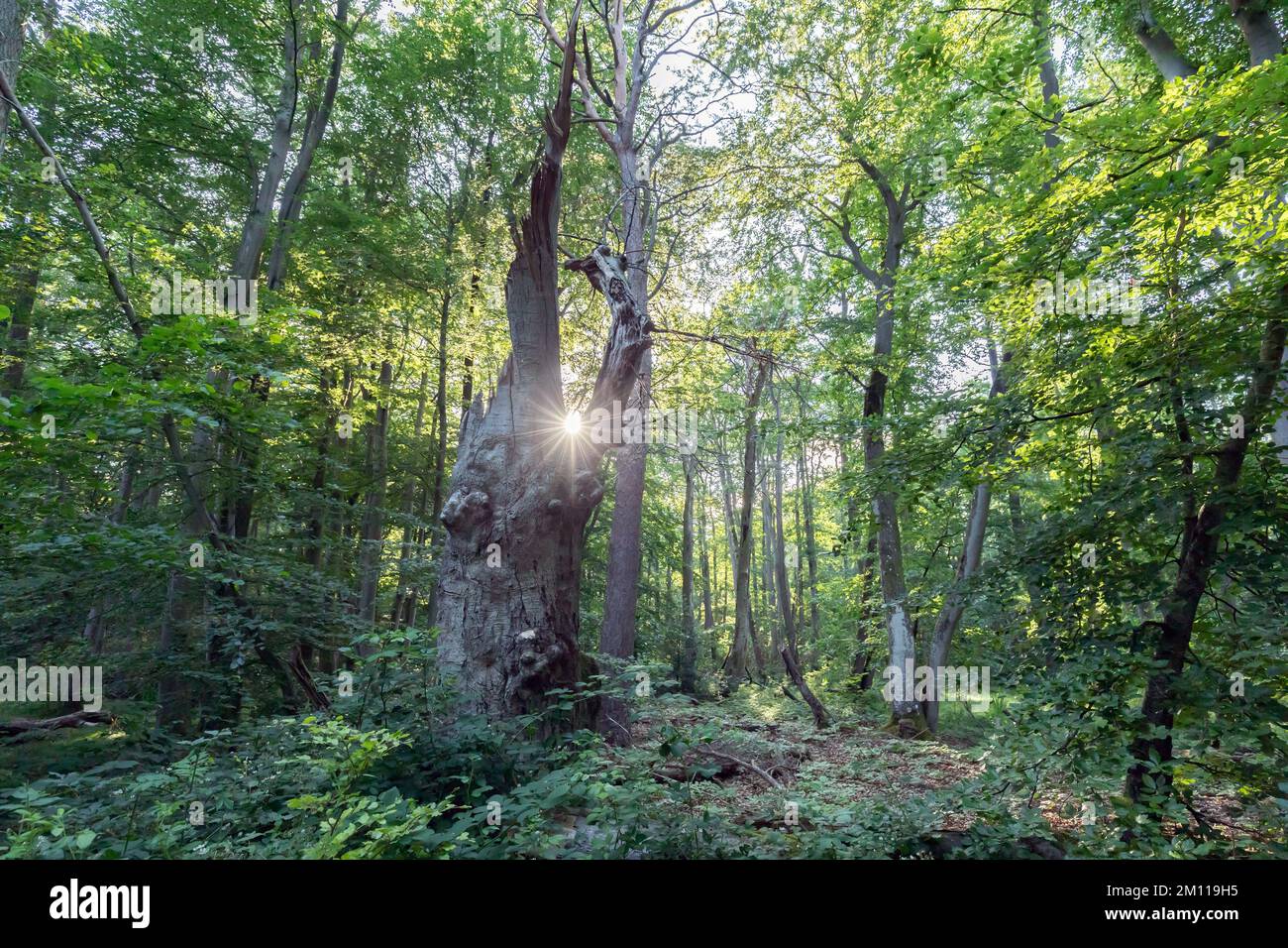 il sole serale splende attraverso il tronco di legno morto nella foresta naturale Foto Stock