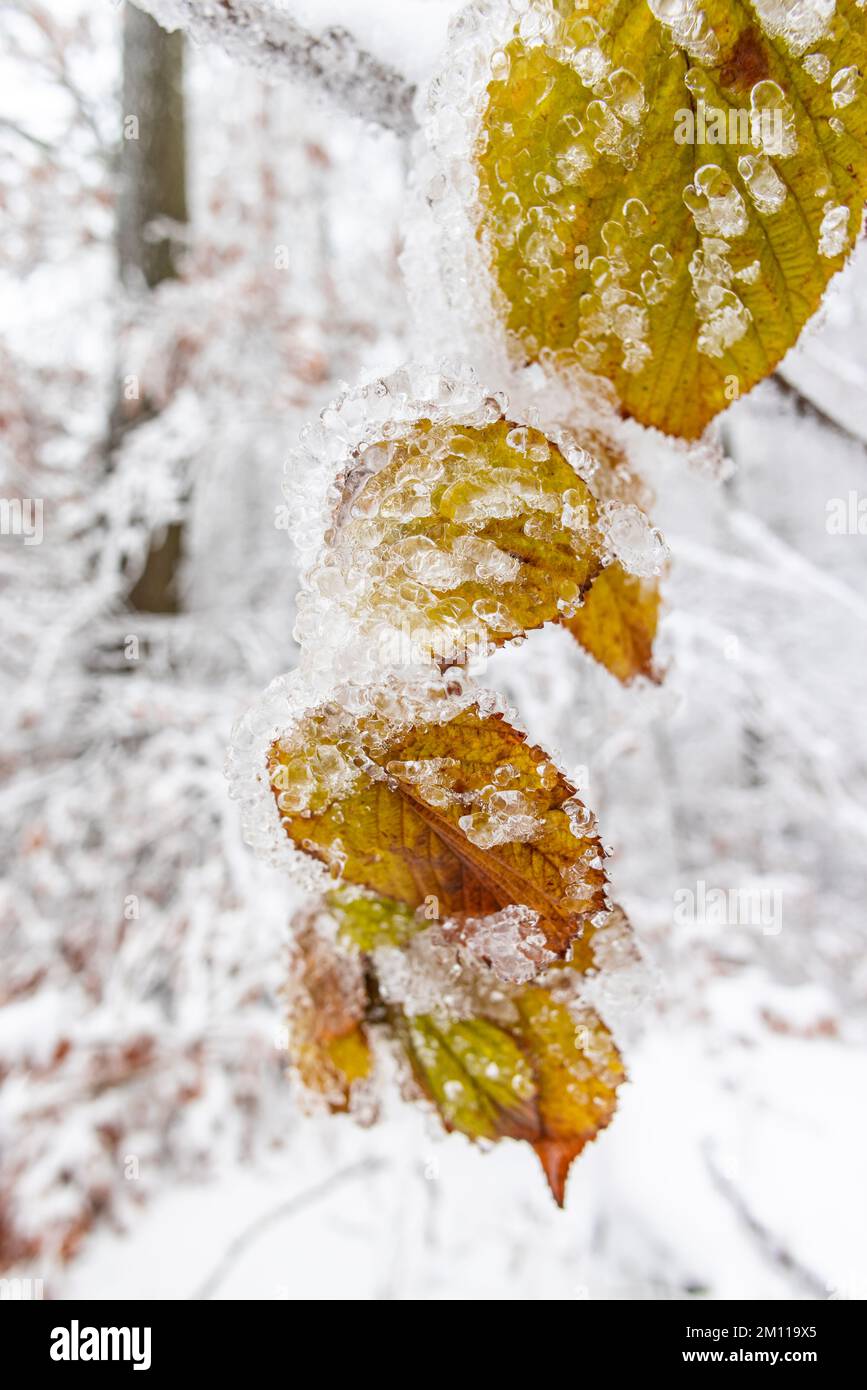 Winterliche Impressionen aus dem Harz Foto Stock