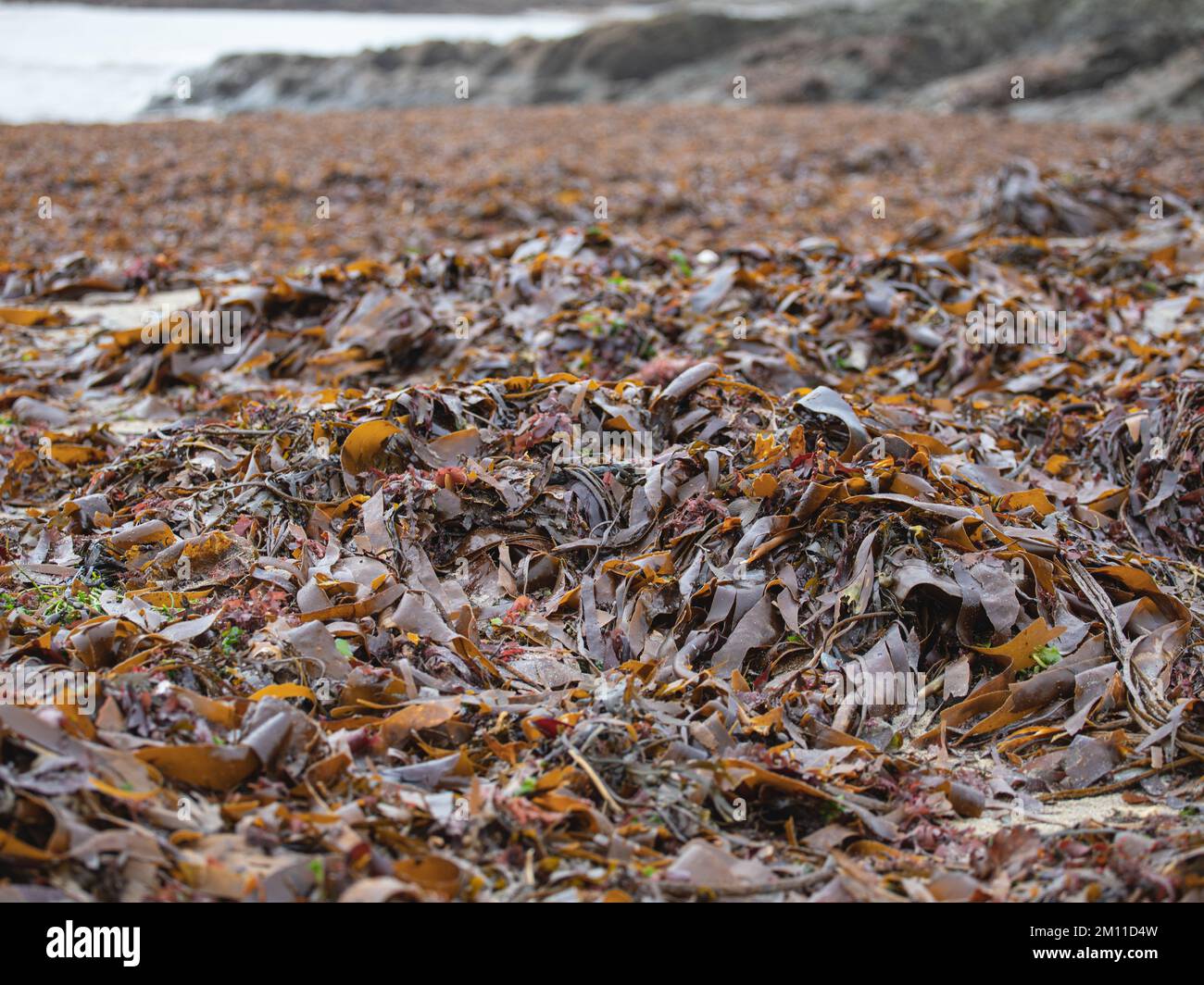 Polridmouth Beach coperta di alghe nel mese di ottobre. Una volta casa di Daphne Du Maurier Foto Stock