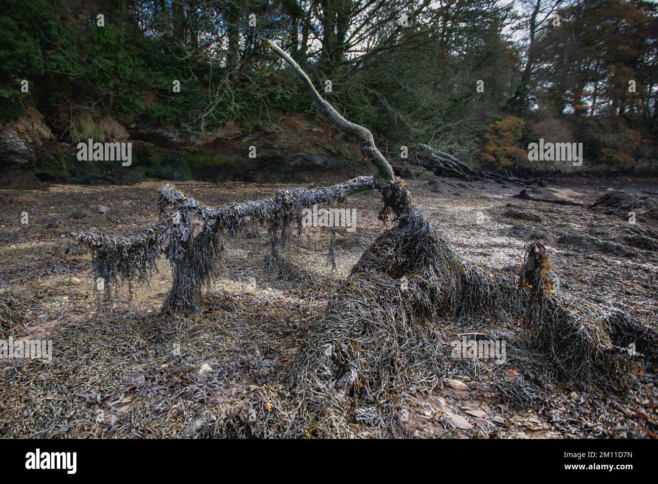 Driftwood, grande ramo d'albero su una spiaggia di Cornovaglia coperta di alghe Foto Stock