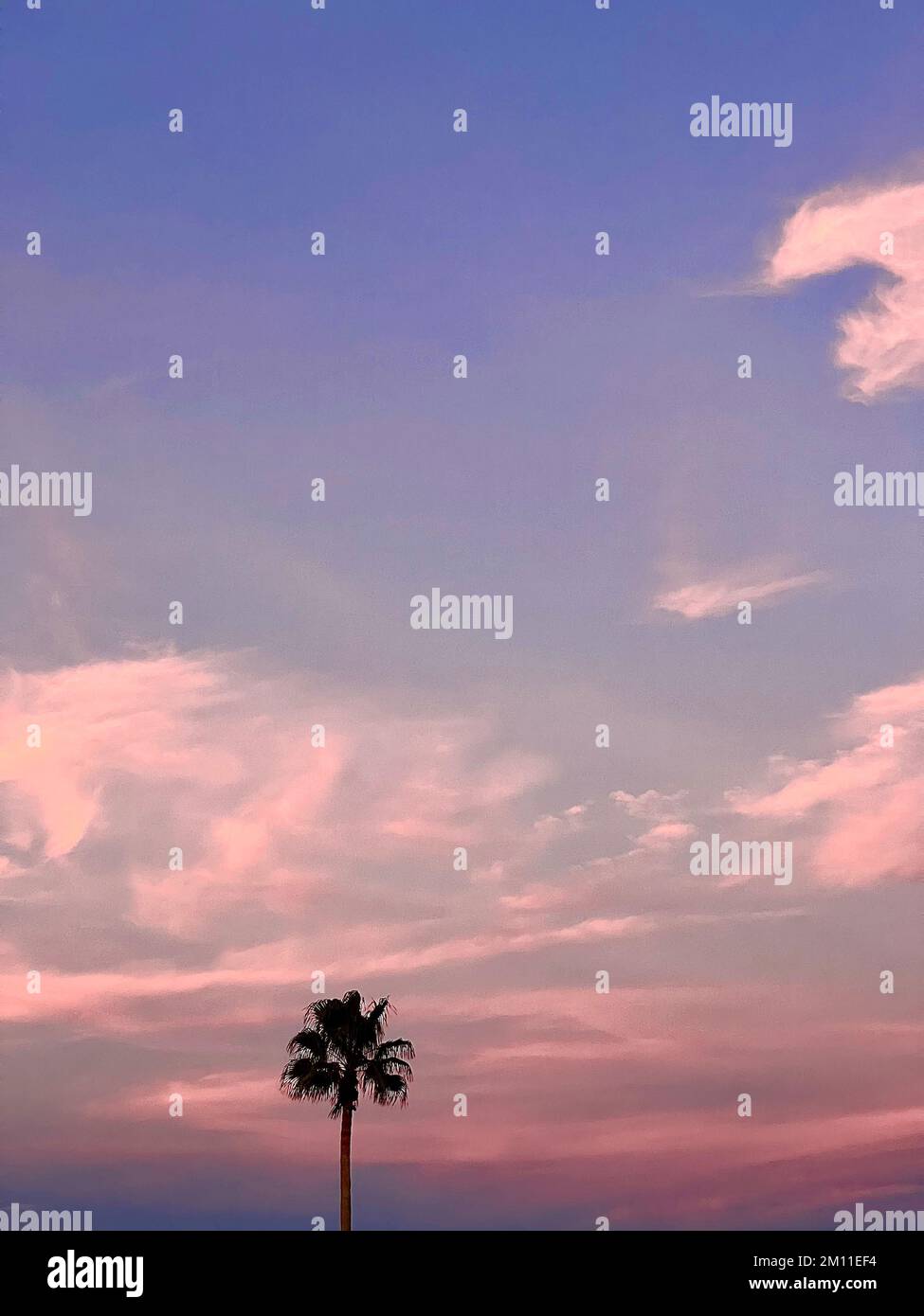 Bella palma di cocco con incredibile cielo vivace al tramonto Foto Stock