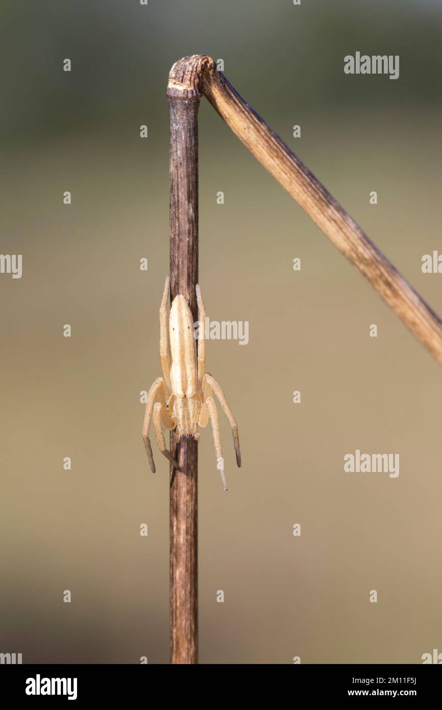 Gewöhnlicher Halmstrecker, Halmstrecker, Gras-Spinne, Grasspinne, Laufspinne, Weibchen, Tibellus oblongus, ragno erba, femmina, Laufspinnen, Philodro Foto Stock