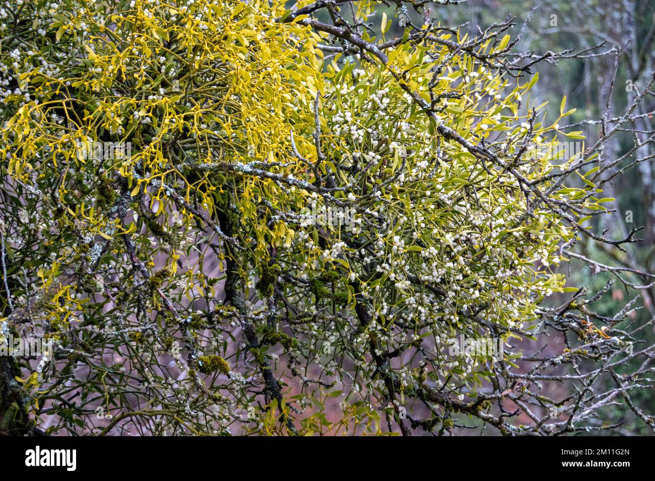 Mistletoe europeo . Europäische Mistel . Album Viscum Foto Stock
