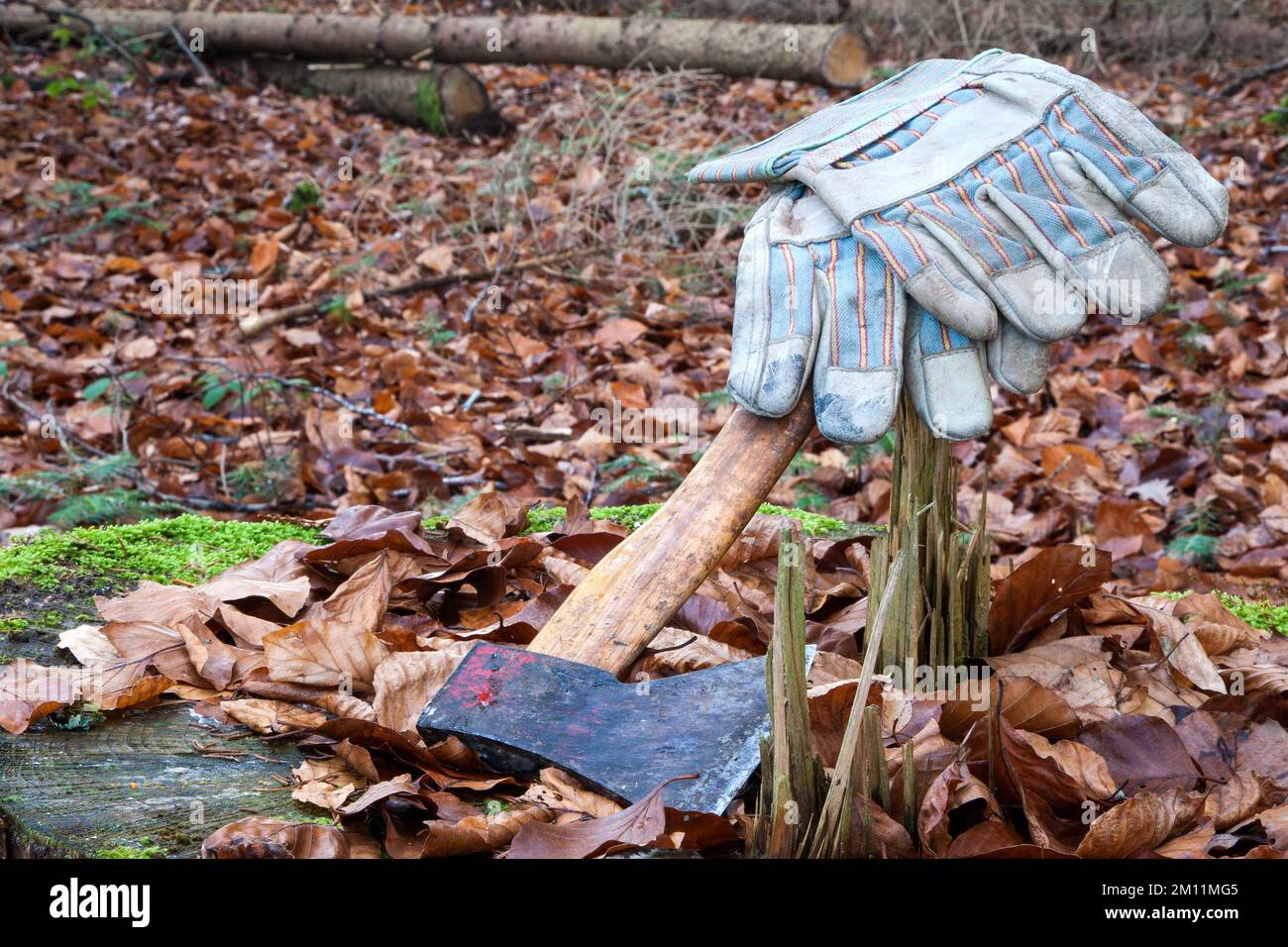 La fine di una giornata lavorativa nella foresta. Un'ascia si trova su un moncone dell'albero con un paio di guanti da lavoro sul manico. Foto Stock