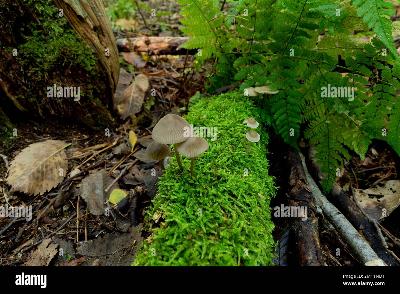 Piccoli funghi velenosi su un albero morto in autunno nella foresta, non commestibili Foto Stock