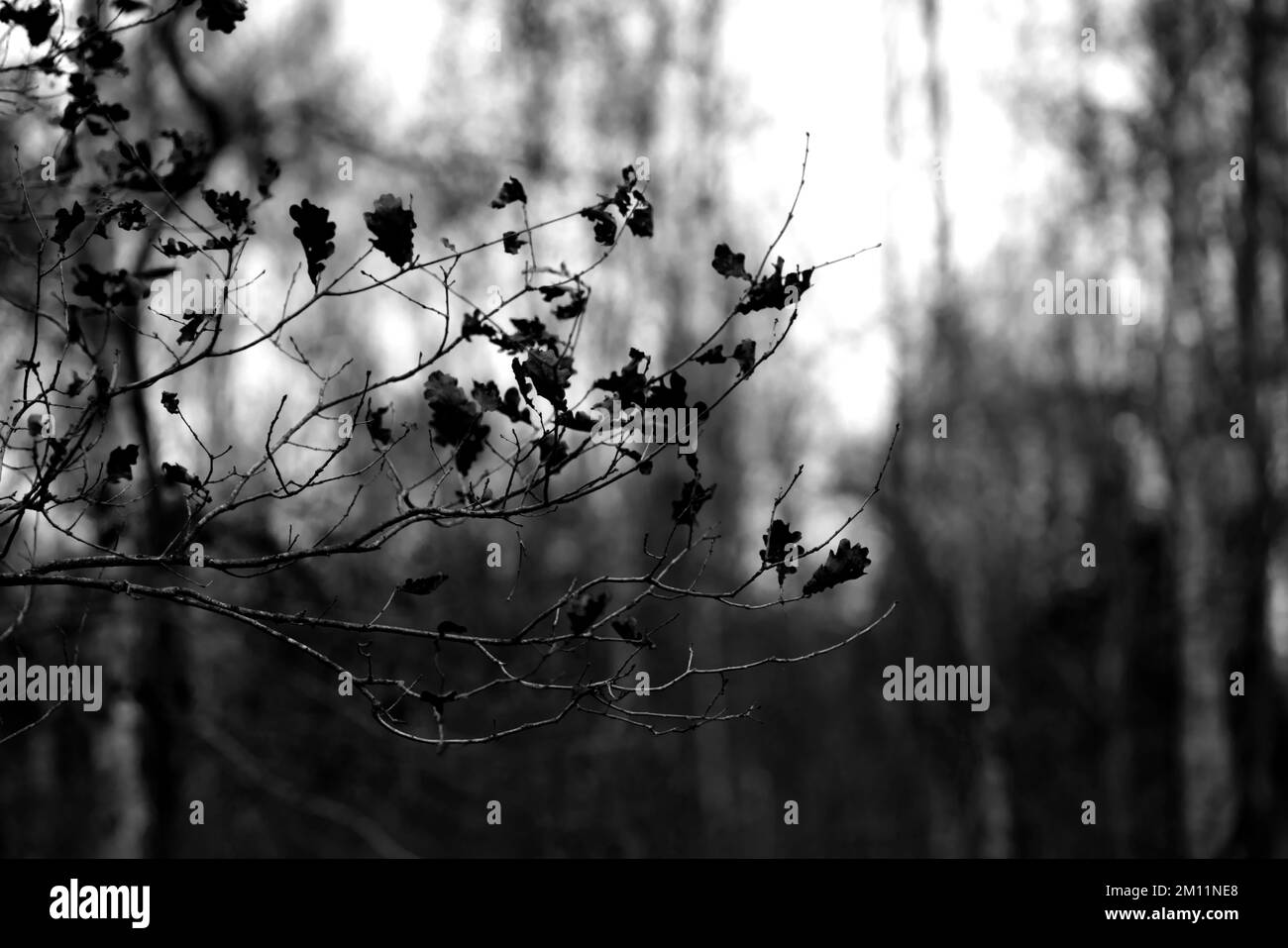 Giovane quercia in un'oscura giornata autunnale con le ultime foglie marroni scolorite, profondità di campo bassa, bokeh fuzzy Foto Stock