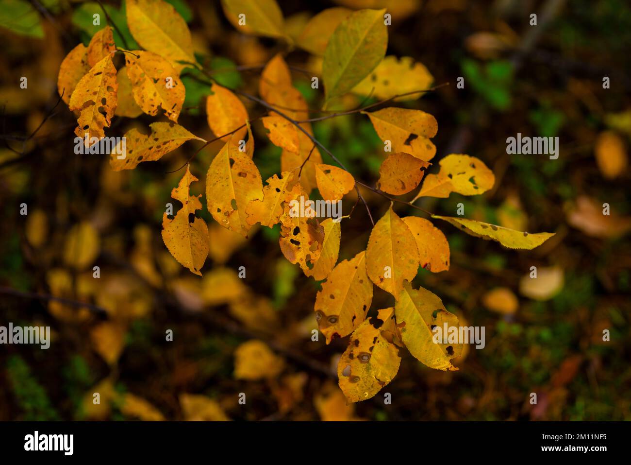 Giovane albero deciduo in autunno con foglie leggermente giallastre scolorite Foto Stock