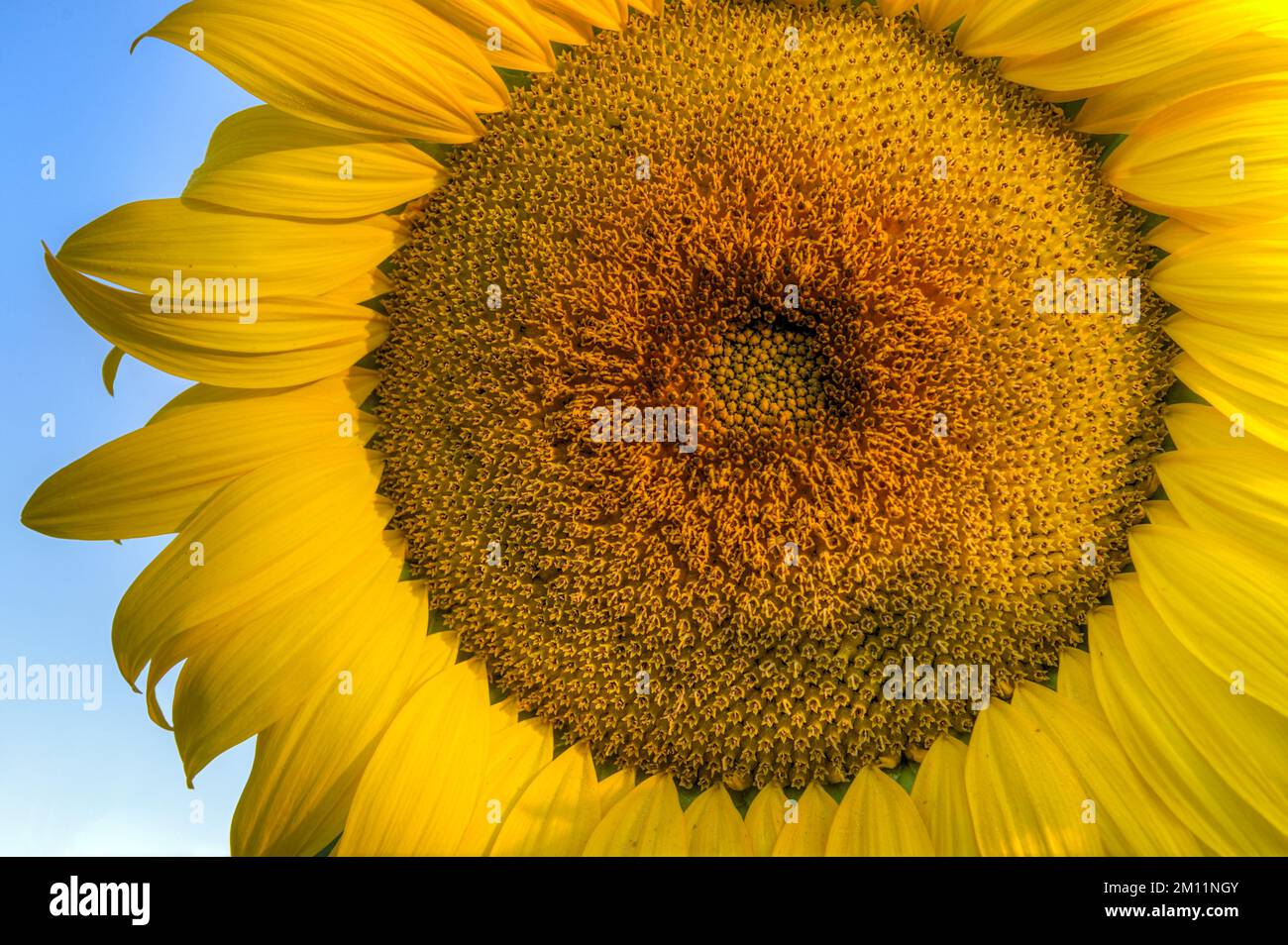 Il viso di girasole riempie l'immagine - Estate Foto Stock
