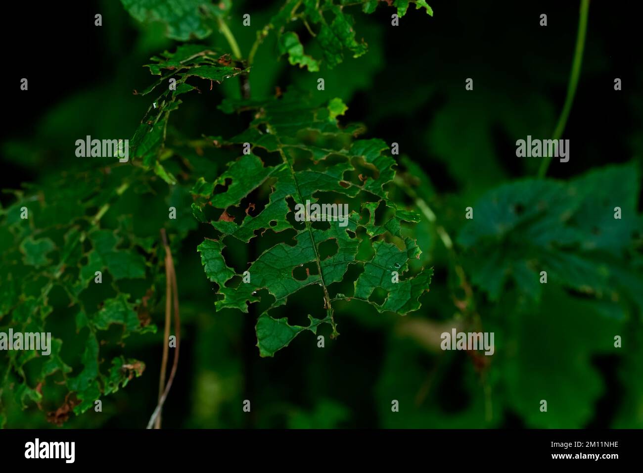 Un albero giovane nella foresta, foglie mangiate da parassiti in estate Foto Stock