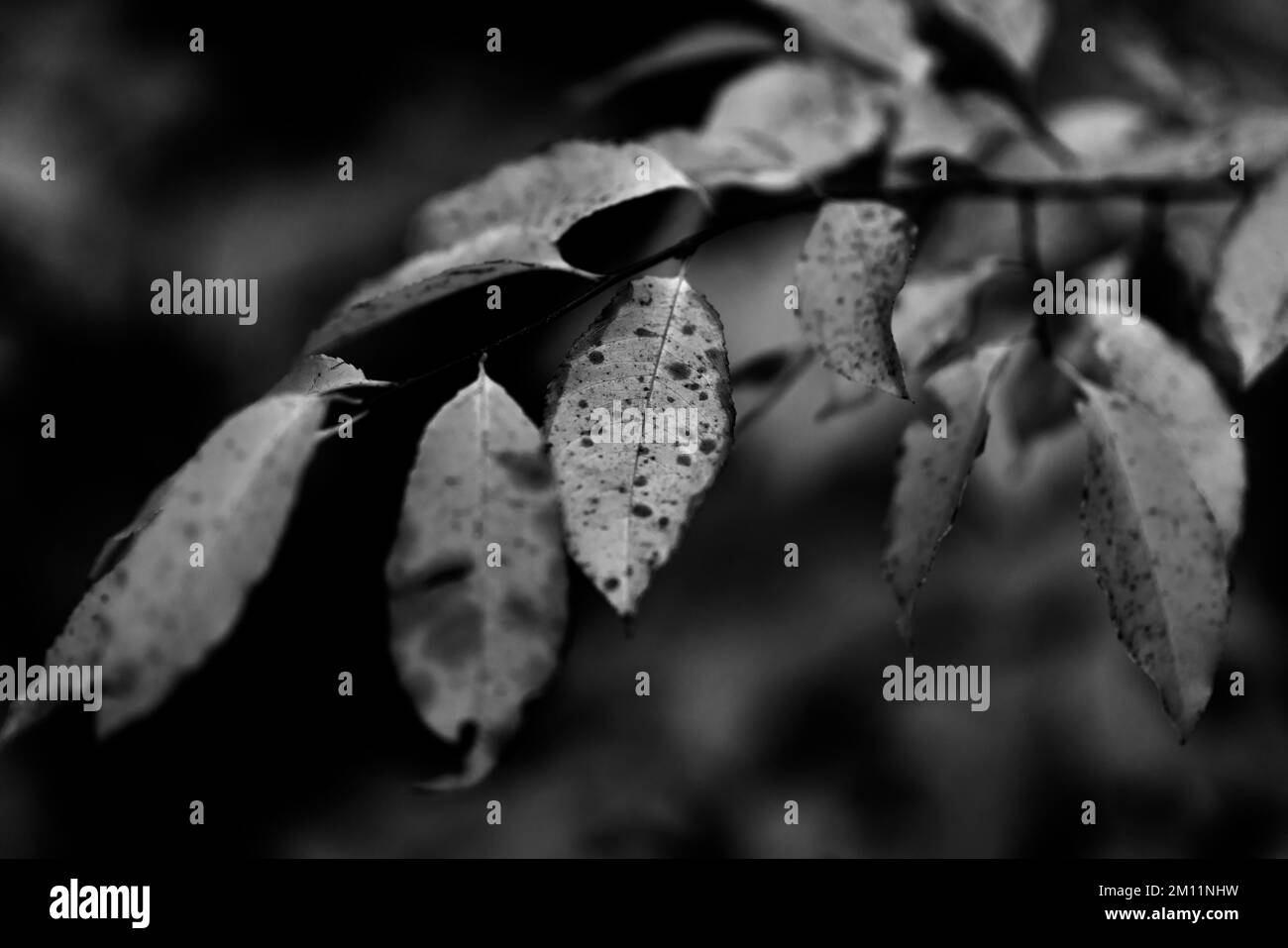 Giovane albero deciduo in autunno con foglie scolorite, bianco e nero, profondità di campo molto bassa, bokeh fuzzy Foto Stock
