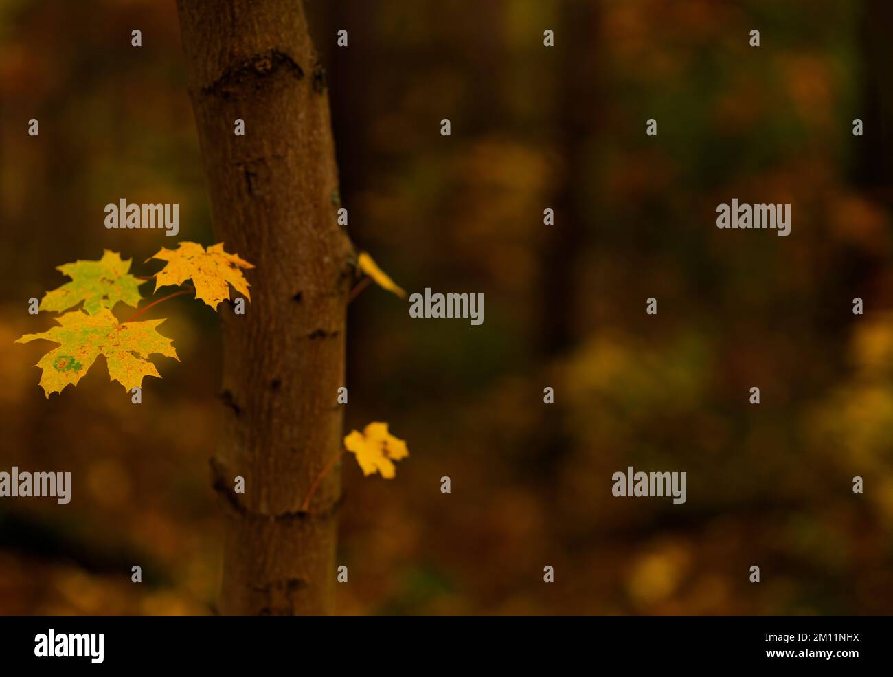 Tronco d'albero da un albero d'acero in autunno con foglie gialle, profondità di campo molto bassa, bokeh fuzzy, spazio libero per il testo Foto Stock