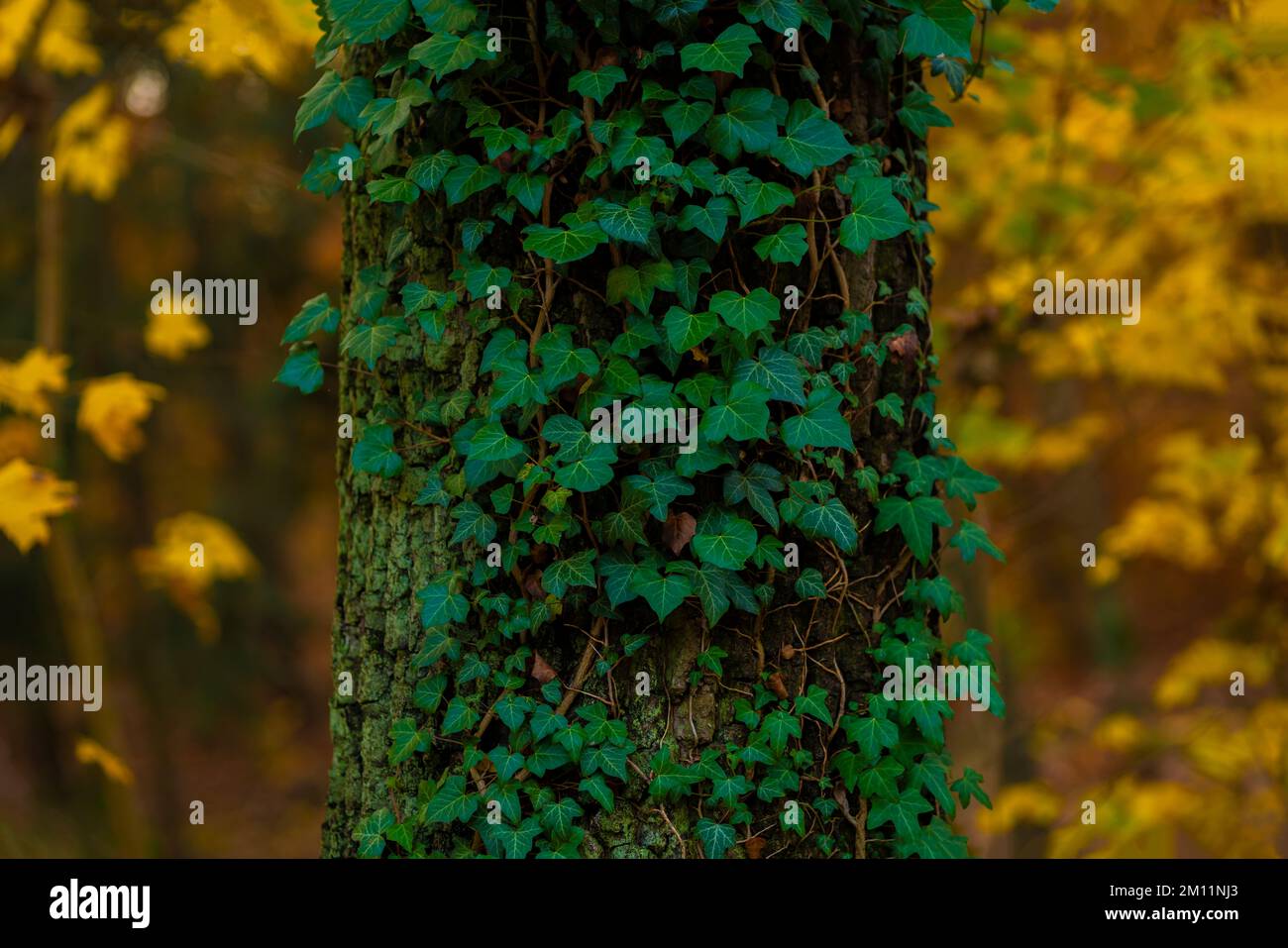 Quercia con edera nella foresta in autunno, sfondo sfocato con bei colori autunnali Foto Stock