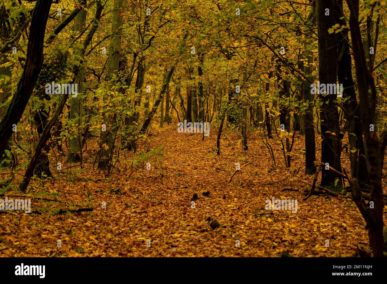 Sentiero coperto con fogliame autunnale in una giovane foresta di querce in autunno, bellissimi colori autunnali Foto Stock