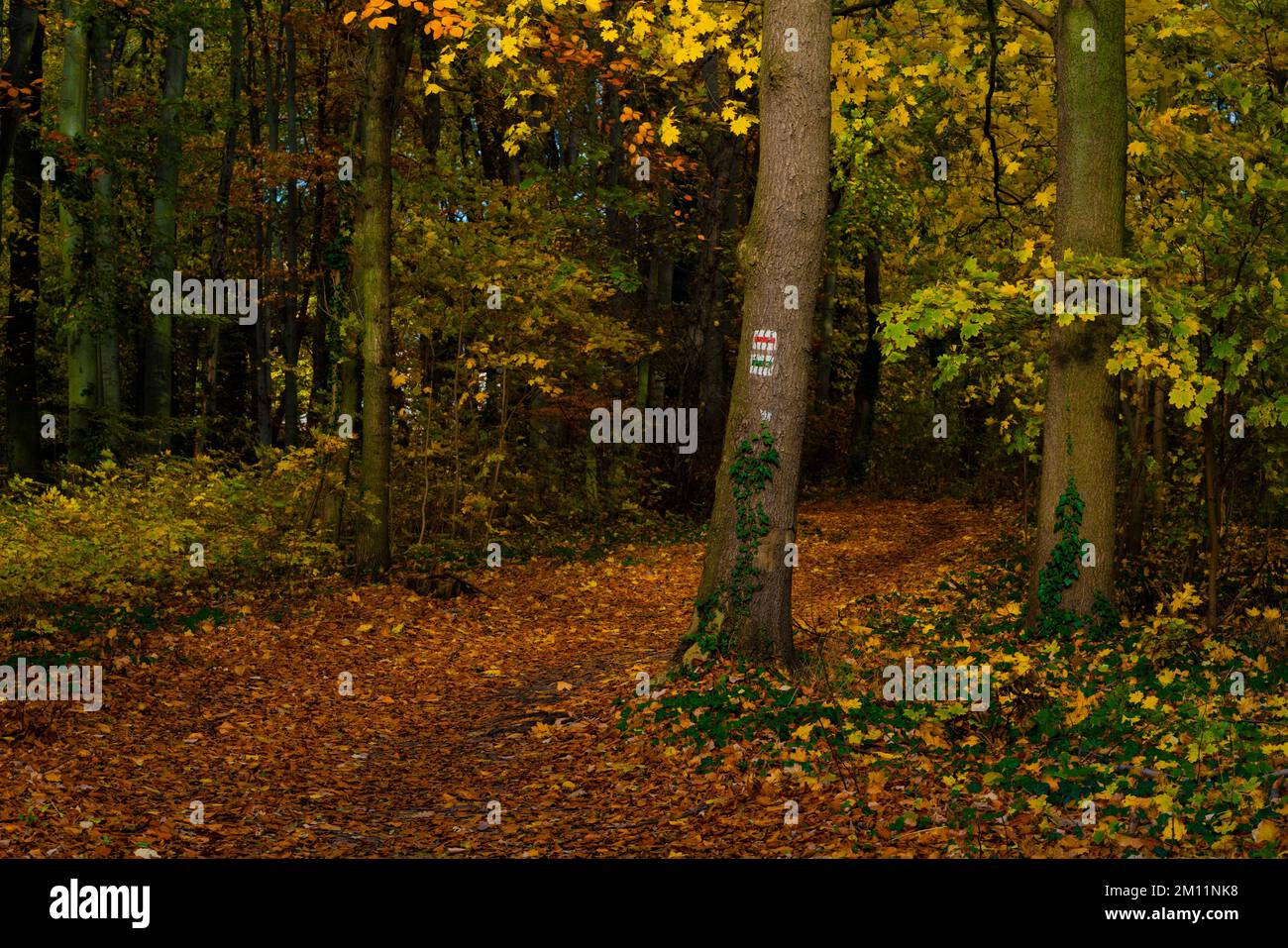 Sentiero escursionistico in una foresta decidua in autunno, sentiero escursionistico coperto con foglie d'autunno, alberi con marcature escursionistiche Foto Stock