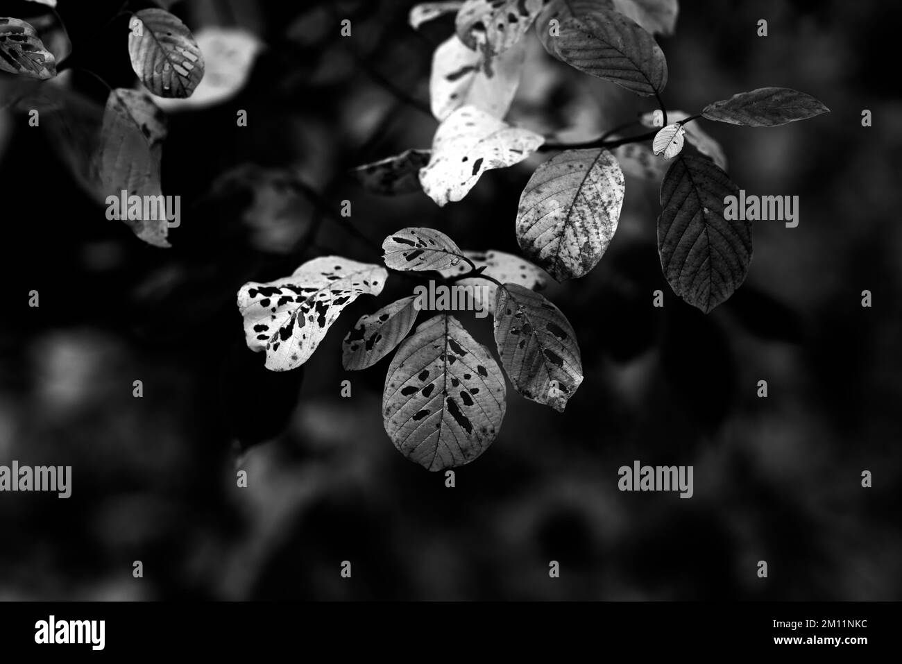 Giovane albero deciduo in autunno con foglie scolorite, bianco e nero Foto Stock