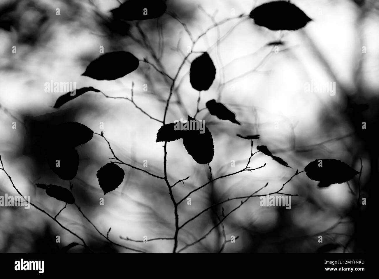 Silhouette in autunno di un giovane albero deciduo, bianco e nero Foto Stock