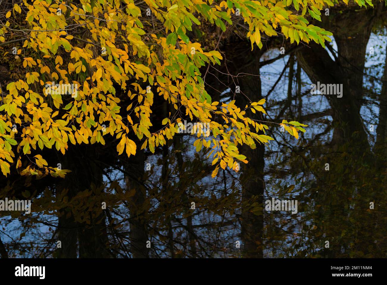 Foglie giallastre scolorite in autunno su un albero deciduo accanto ad un fiume Foto Stock