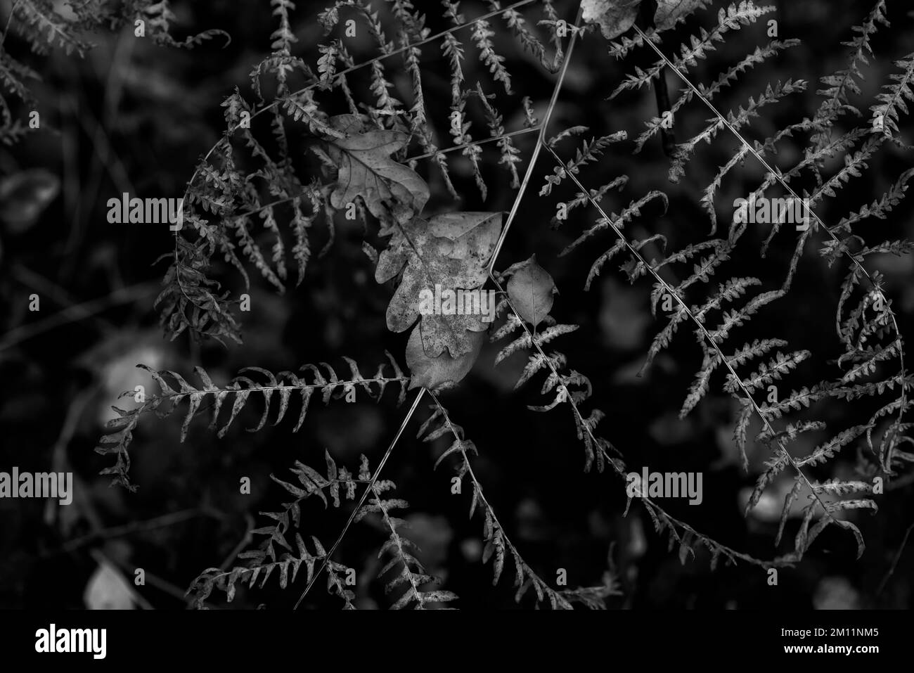 Pianta di felce morta in autunno nella foresta, le foglie di quercia giacciono sulla felce, in bianco e nero Foto Stock