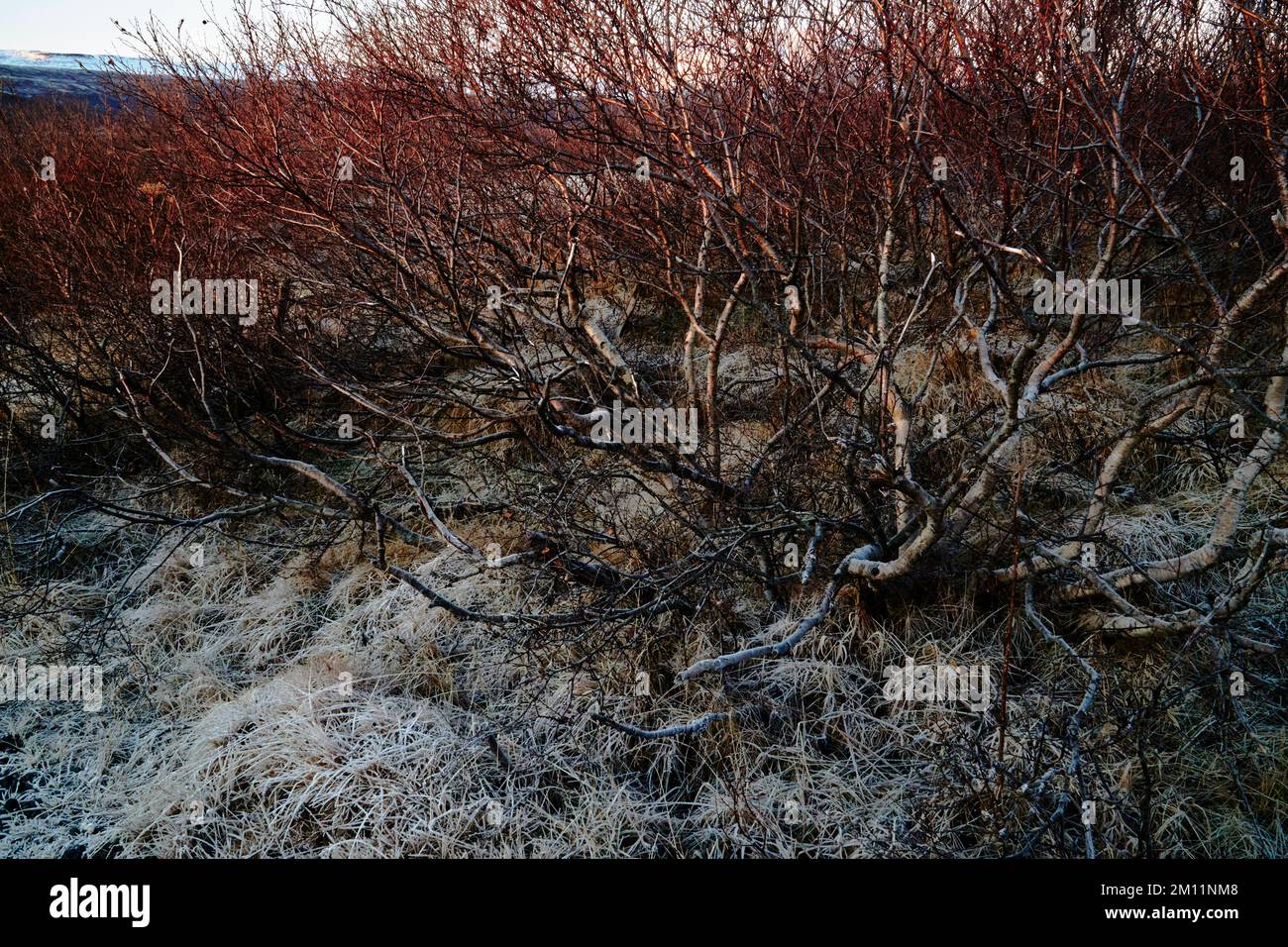 Brekkuskógur, paesaggi e primi piani al gelo Foto Stock
