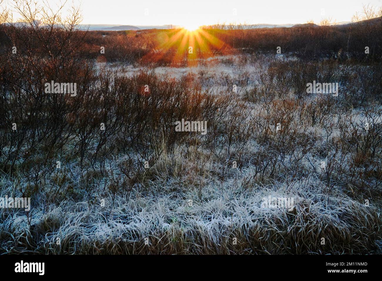 Brekkuskógur, paesaggi e primi piani al gelo Foto Stock