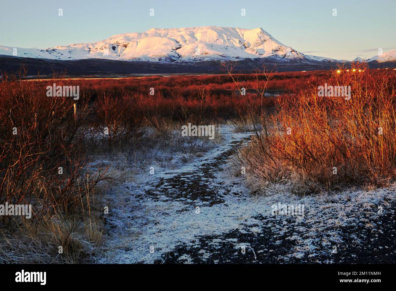 Brekkuskógur, paesaggi e primi piani al gelo Foto Stock