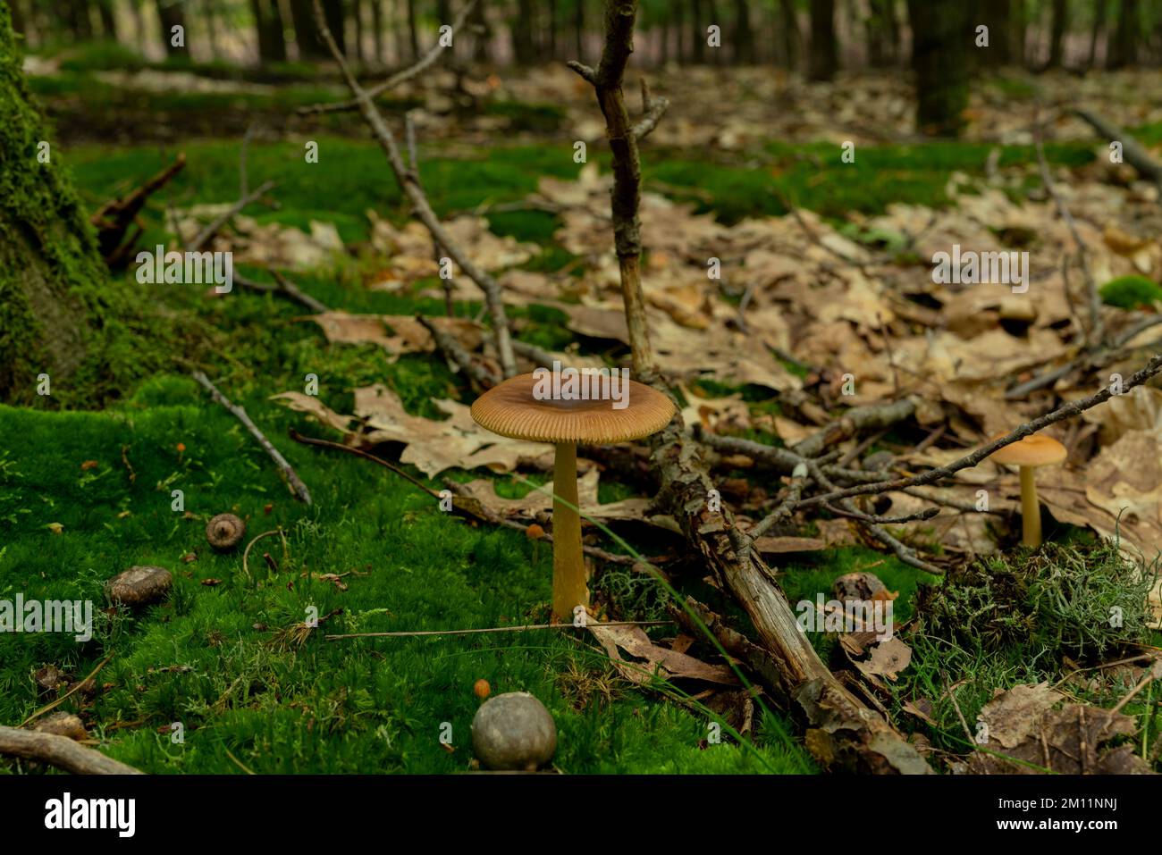 Fungo velenoso, piccolo fungo velenoso marrone nella foresta, cresciuto su muschio Foto Stock