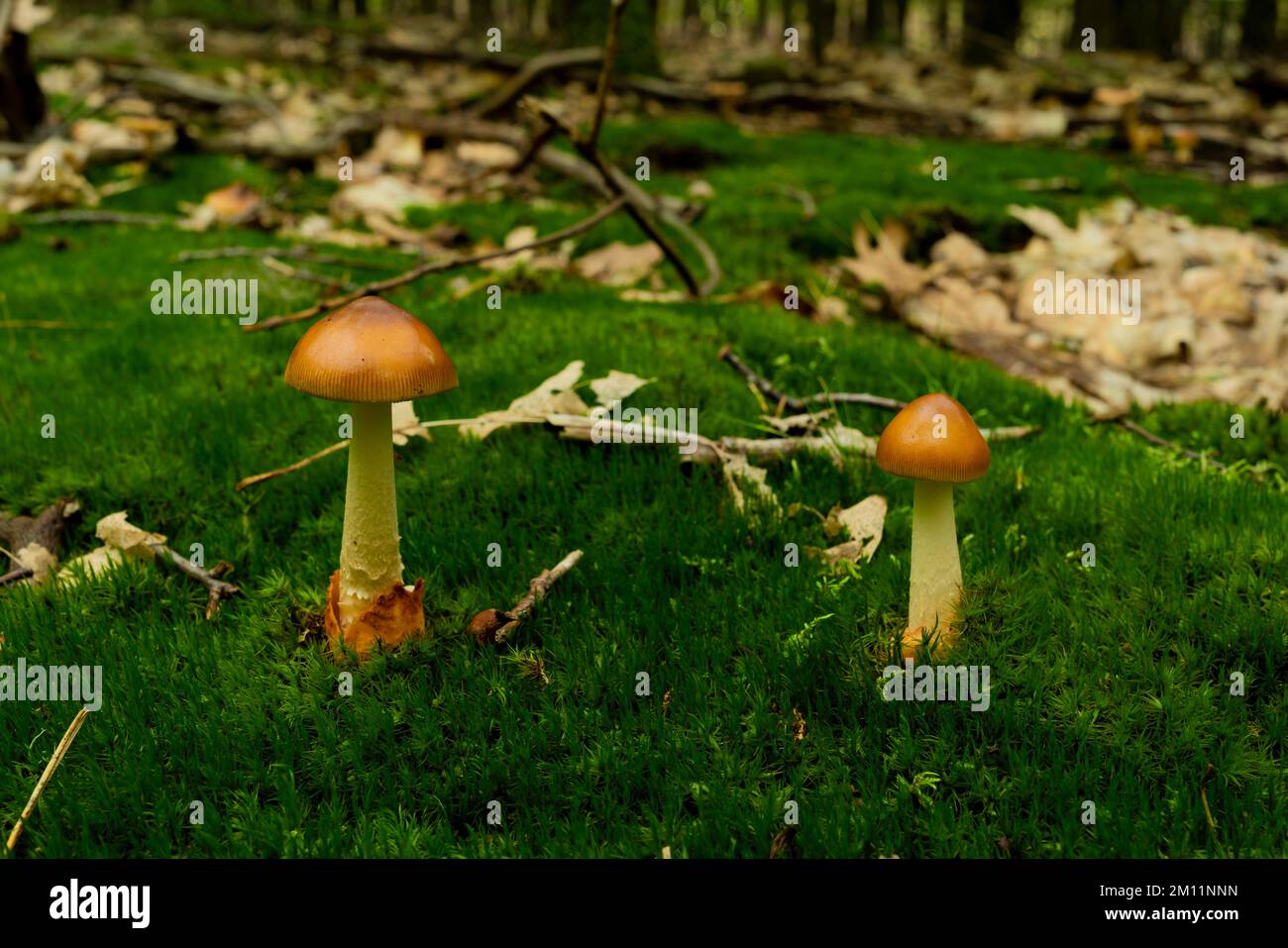 Fungo velenoso, piccolo fungo velenoso marrone nella foresta, cresciuto su muschio Foto Stock