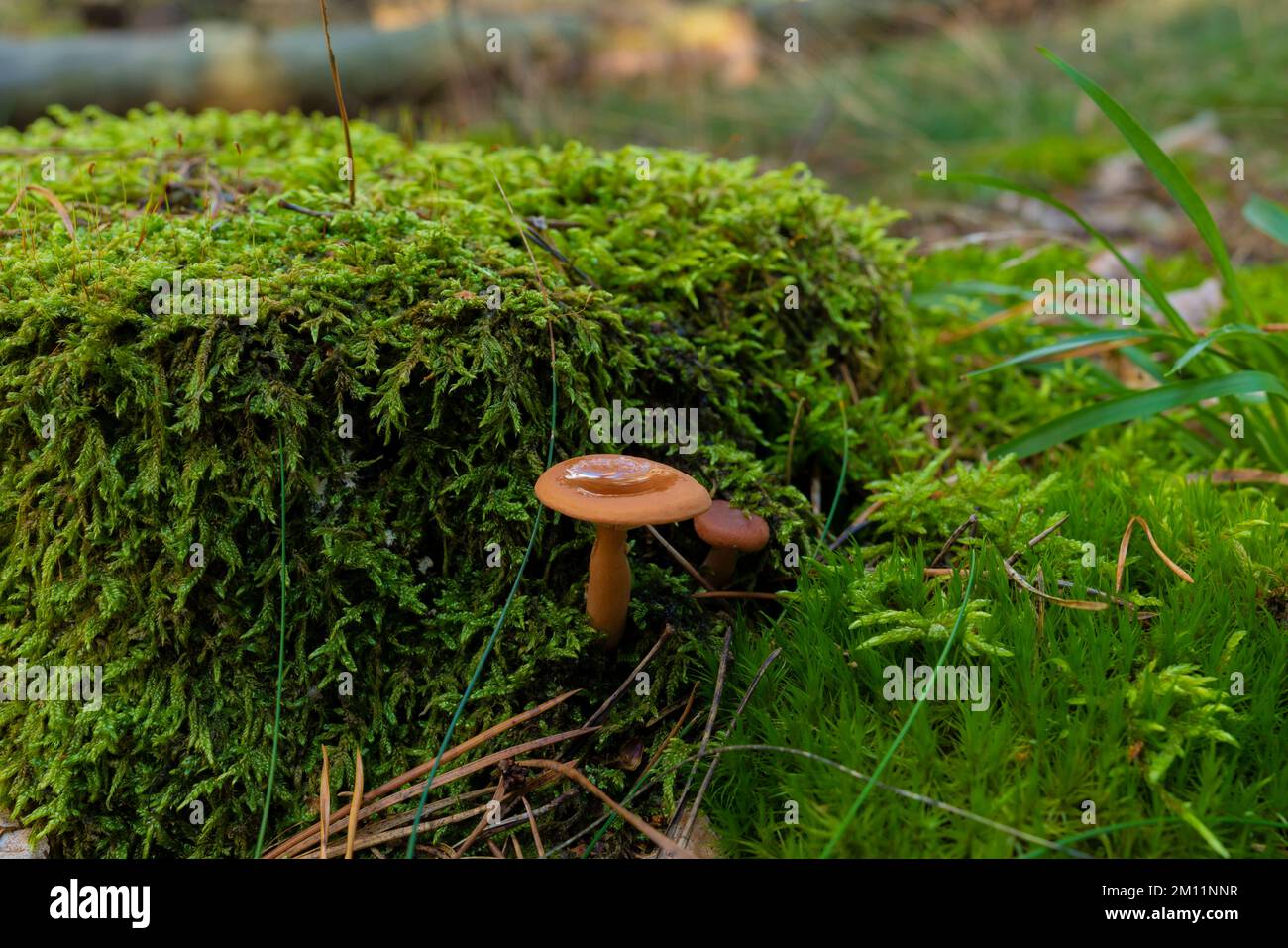 Funghi velenosi, piccoli funghi velenosi castani nella foresta in autunno Foto Stock