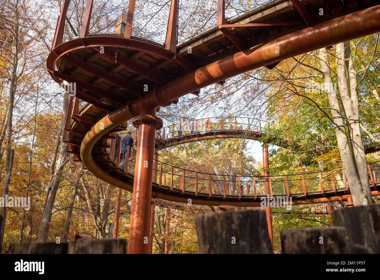 Querce Ivenacker, percorso di fagioli durante il giorno in autunno. Foto Stock