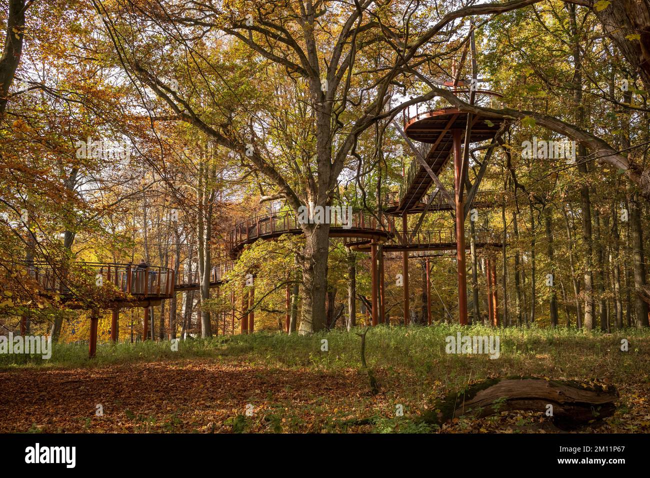 Querce Ivenacker, percorso di fagioli durante il giorno in autunno. Foto Stock