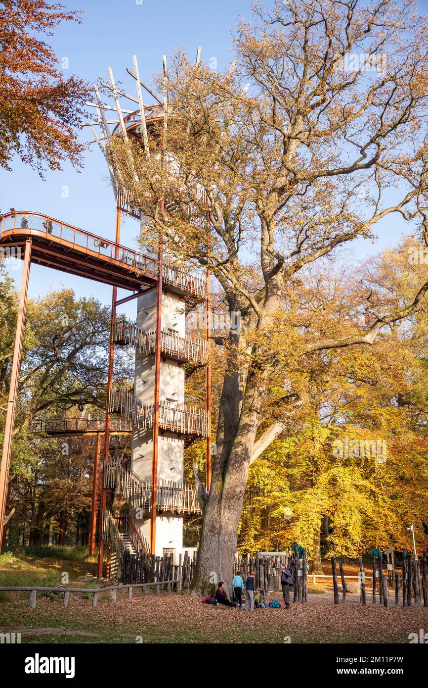 Querce Ivenacker, percorso di fagioli durante il giorno in autunno. Foto Stock